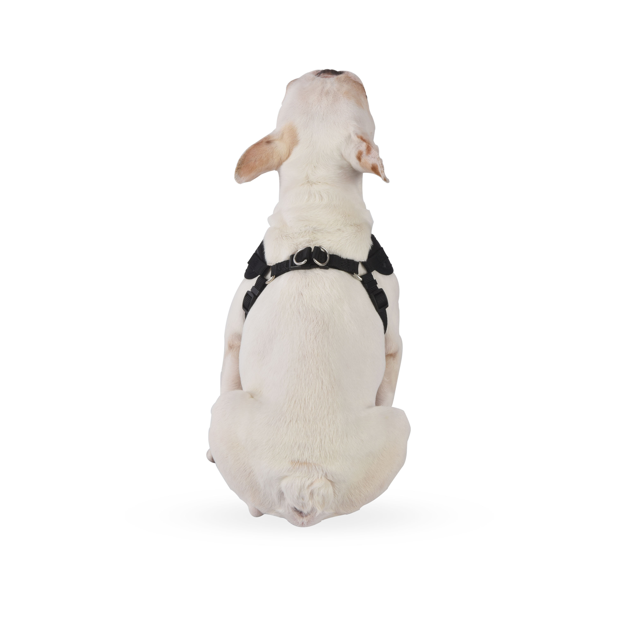 Marvel® Black Panther™ Pet Harness - Small