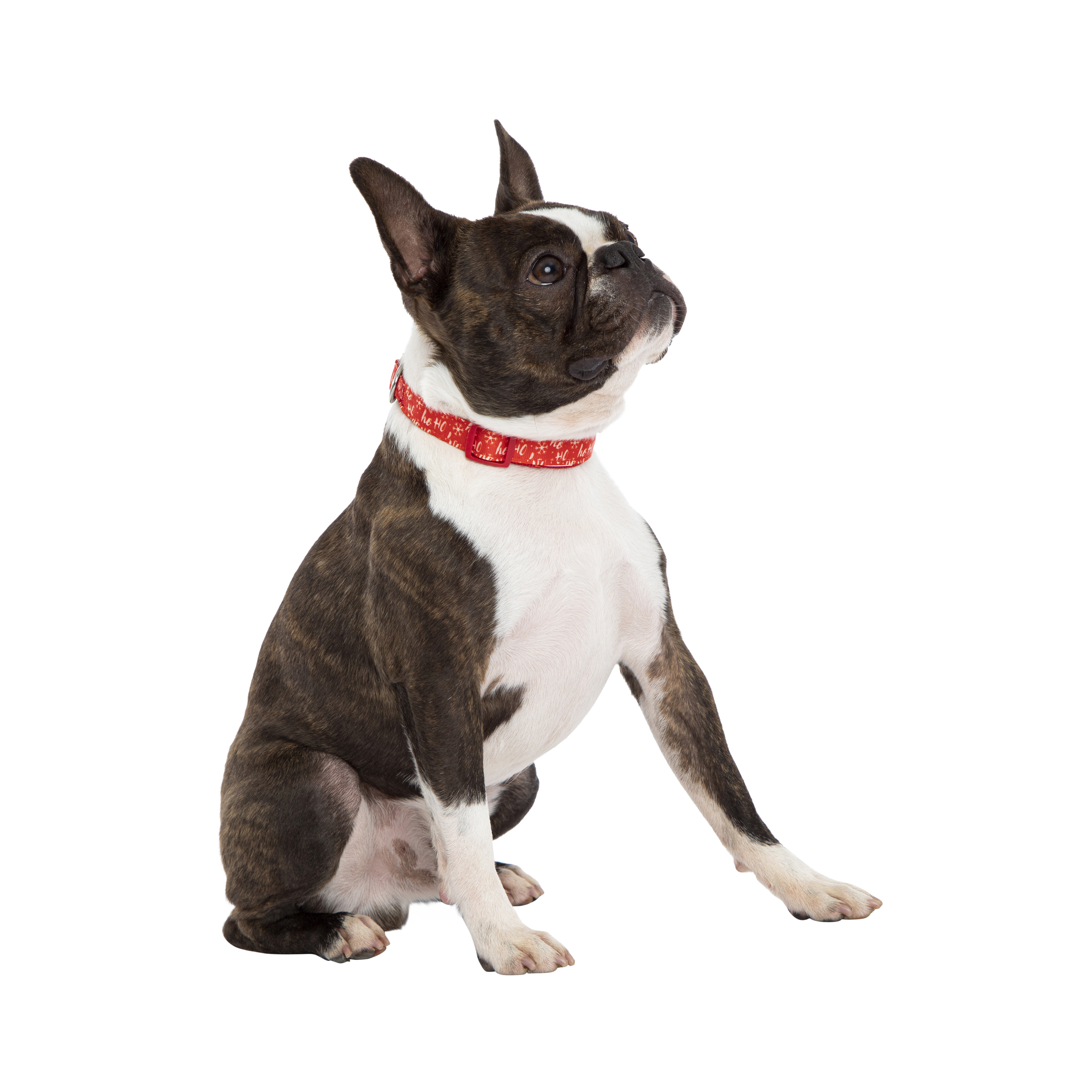 Cute Holiday Dog Collar