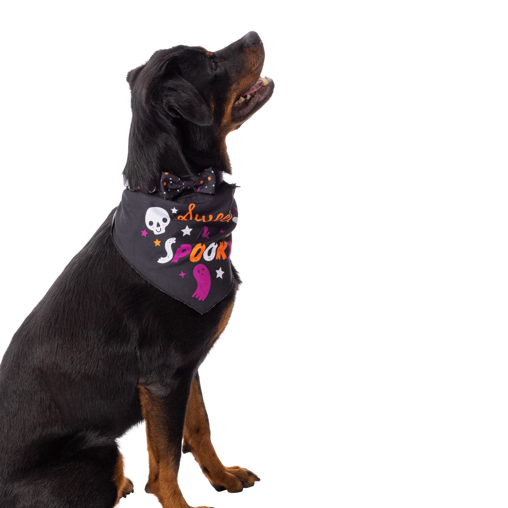 Matching Halloween Pet Collar & Bandana Set