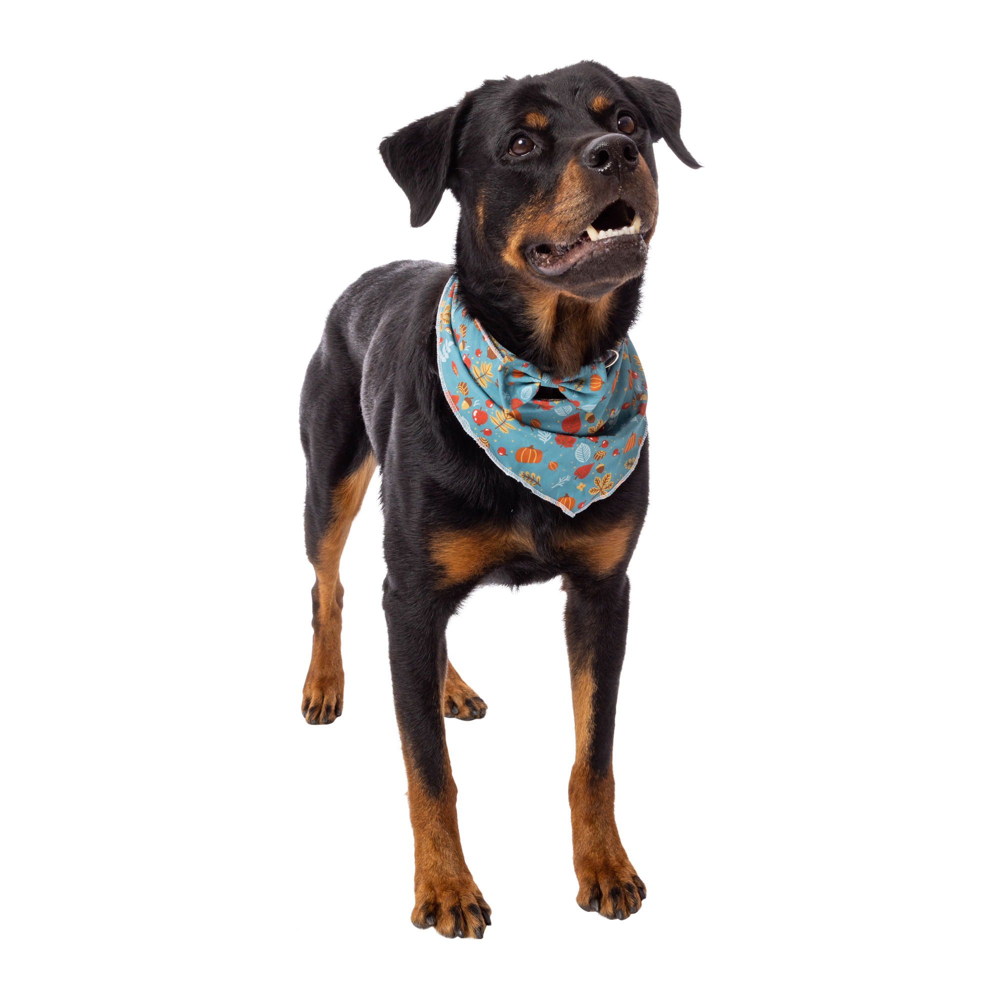 Matching Fall Pet Collar & Bandana Set