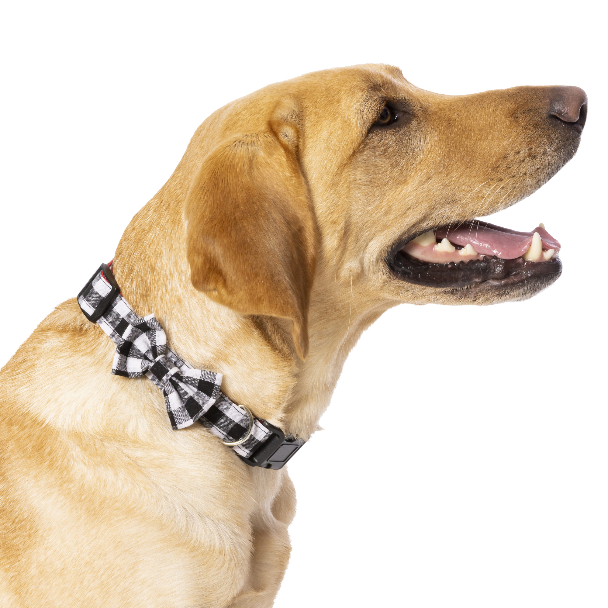 Christmas Dog Collar