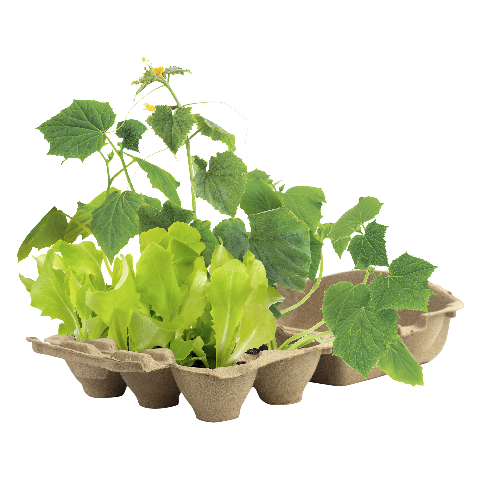 Buzzy® Biodegradable ingredient Grow Kit