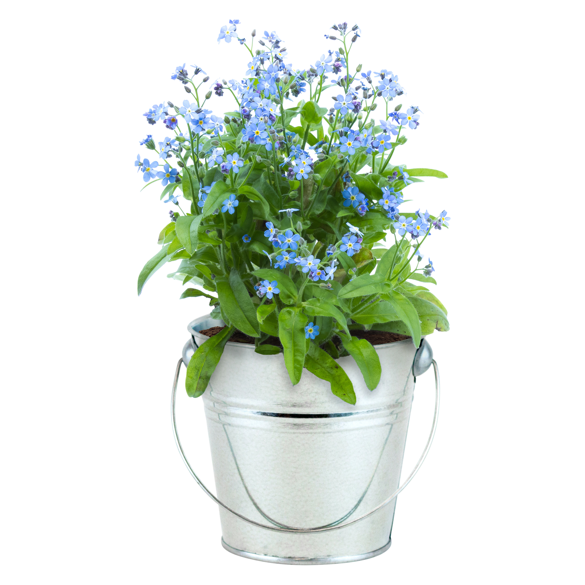 Buzzy® Pail Grow Kit