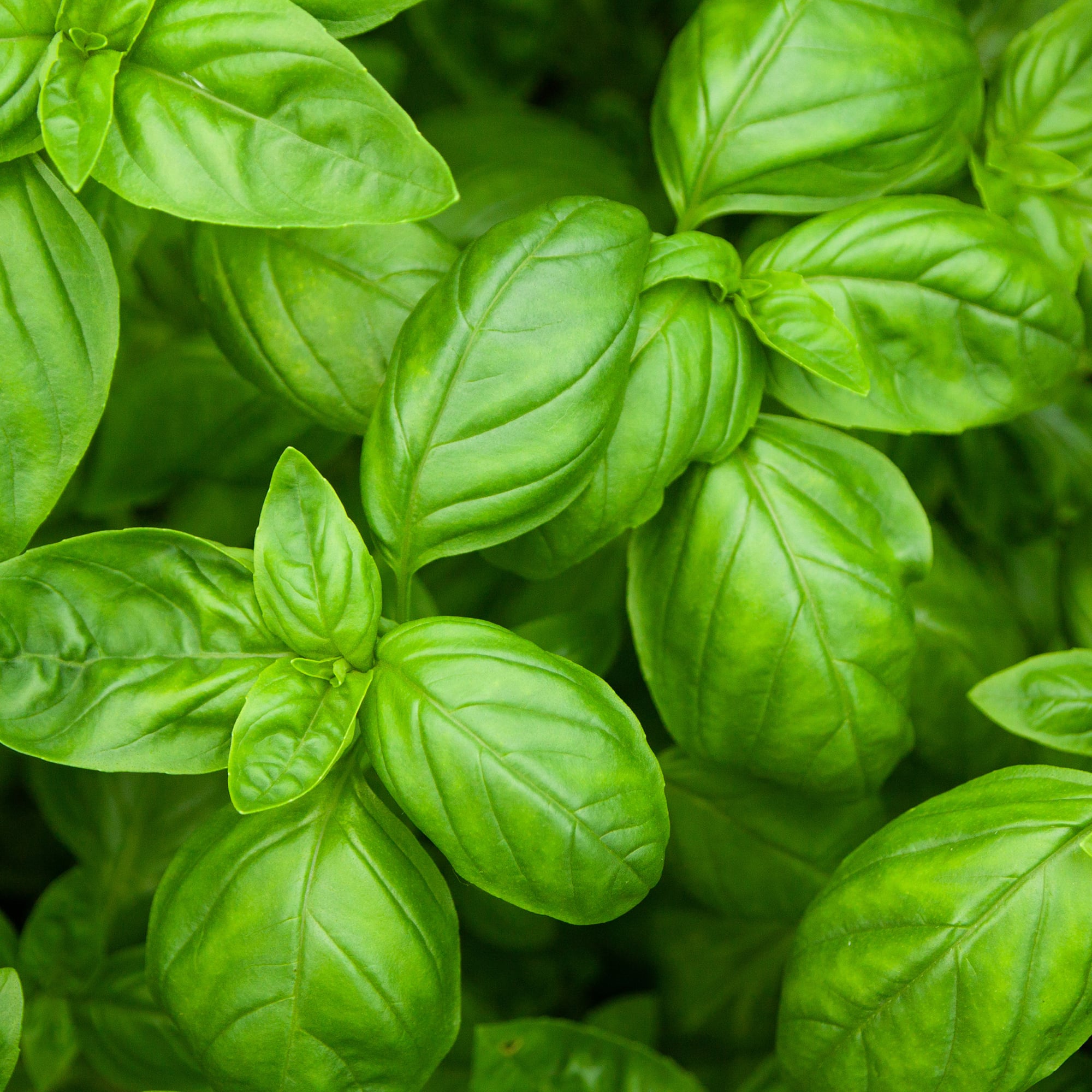 Buzzy® Non-Gmo Seed Packet - Basil