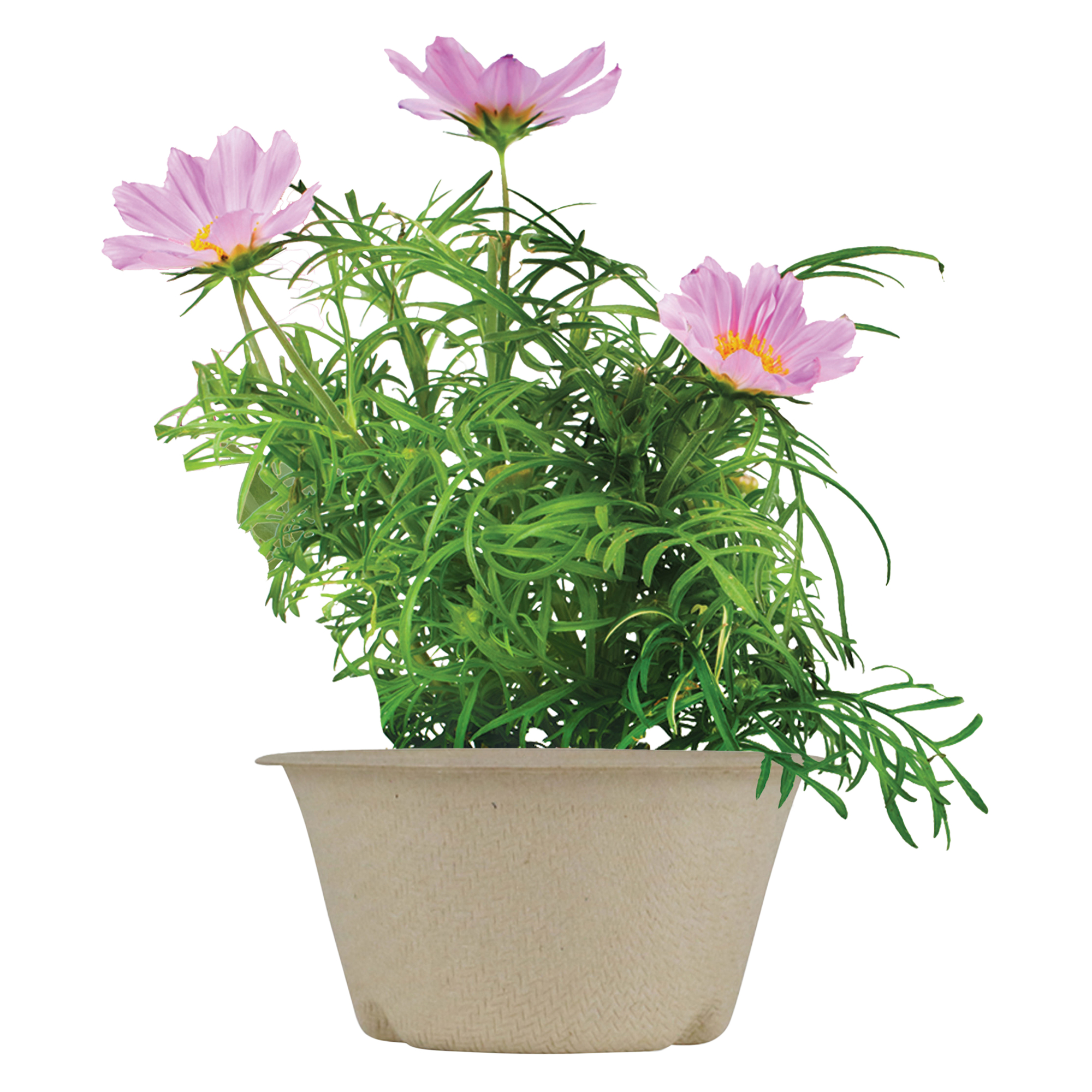 Buzzy® 'save The Bees' Pollinator Kit