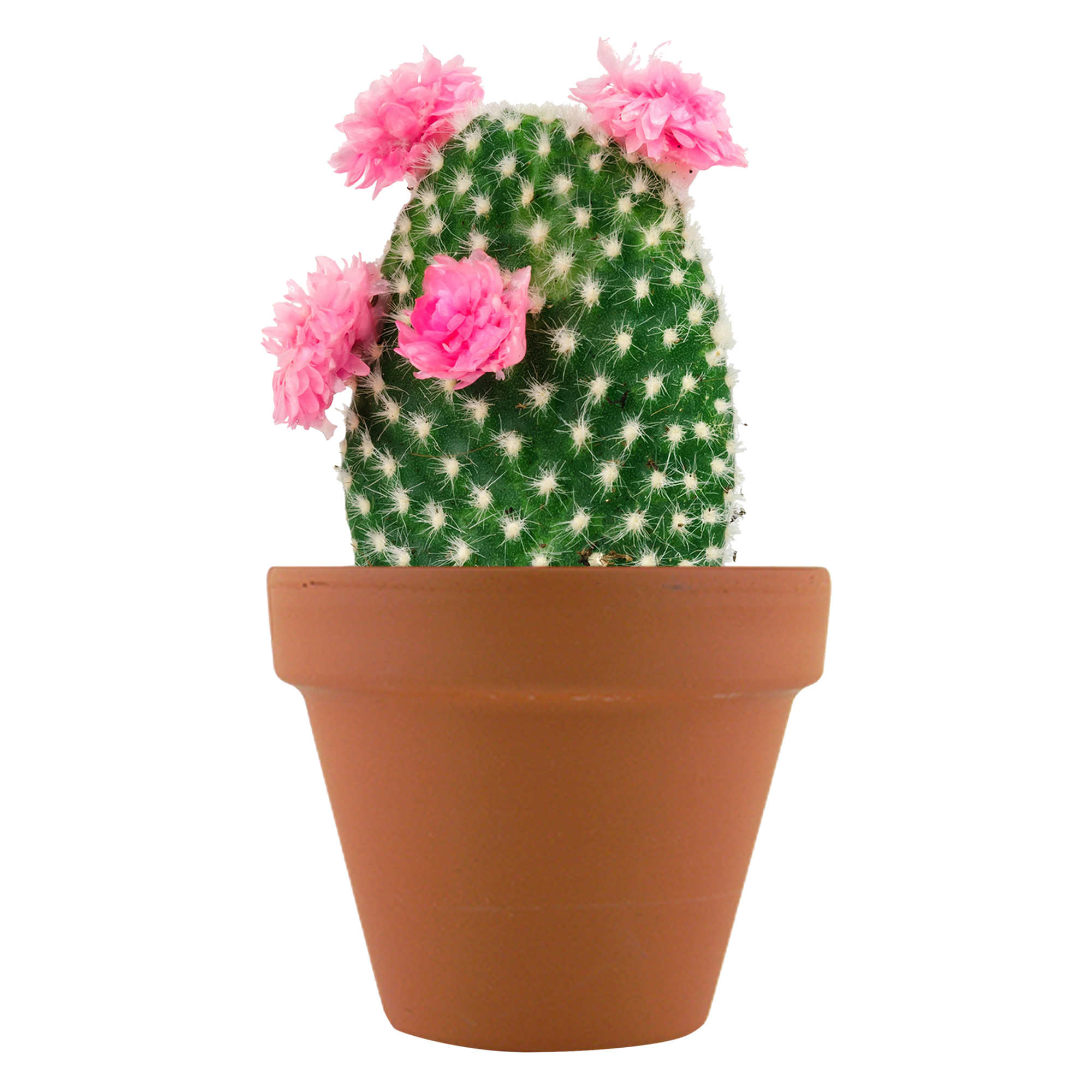 Mini Potted Plant Grow Kit - Cactus