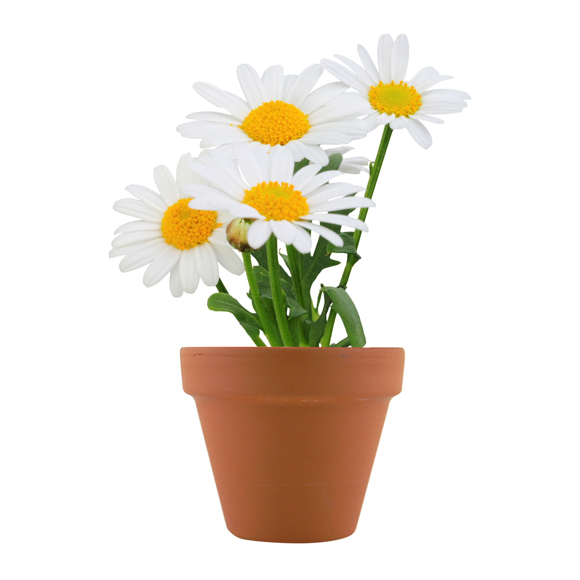 Mini Potted Plant Grow Kit