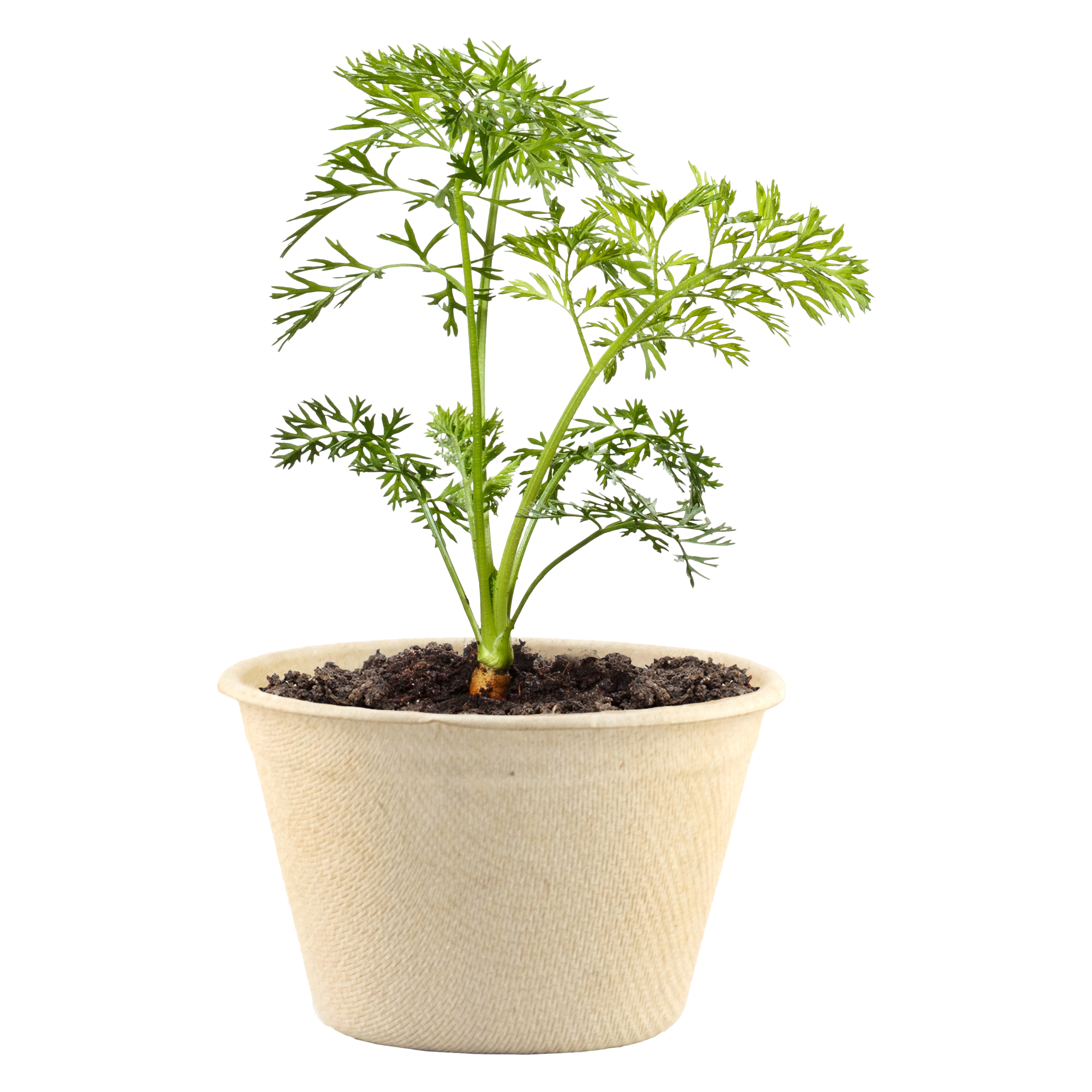 Organic Seed Starter Grow Kit