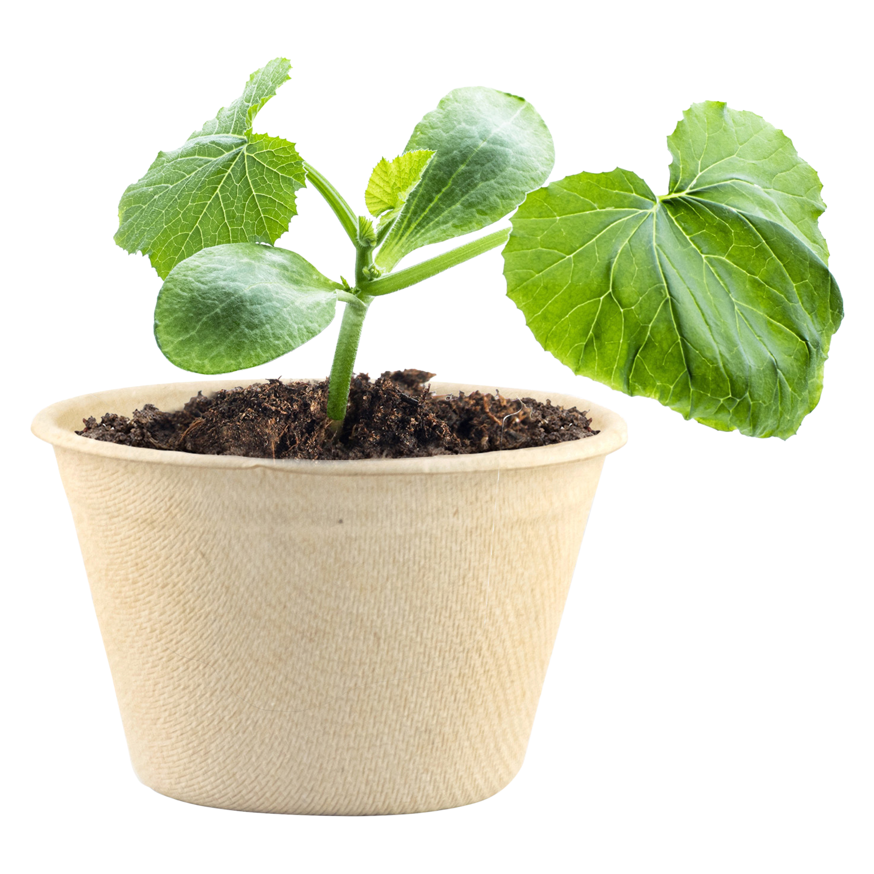 Organic Grow Kit - Cantaloupe