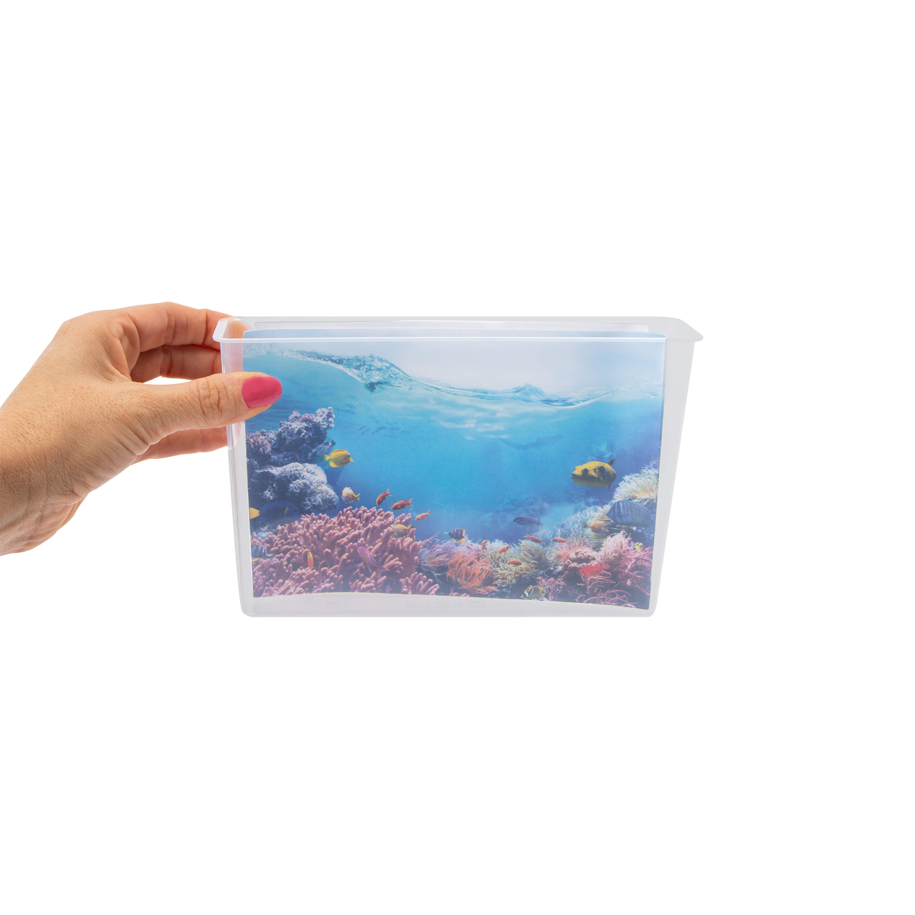 Unbelievable Science Grow Your Own Underwater Coral Reef