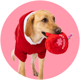 Holiday > Cozy Shop > Cozy Pet Gear