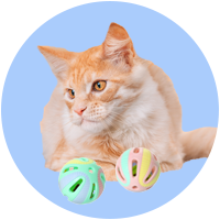 Pet Supplies > Cat Supplies