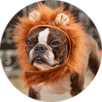 Halloween > Costumes & Accessories > Pet Costumes